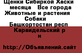 Щенки Сибиркой Хаски 2 месяца - Все города Животные и растения » Собаки   . Башкортостан респ.,Караидельский р-н